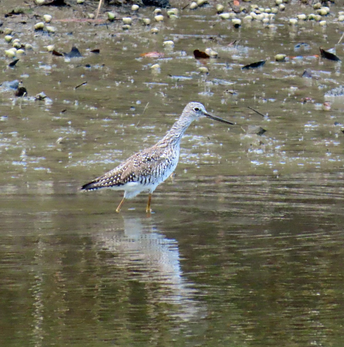 Greater Yellowlegs - JoAnn Potter Riggle 🦤