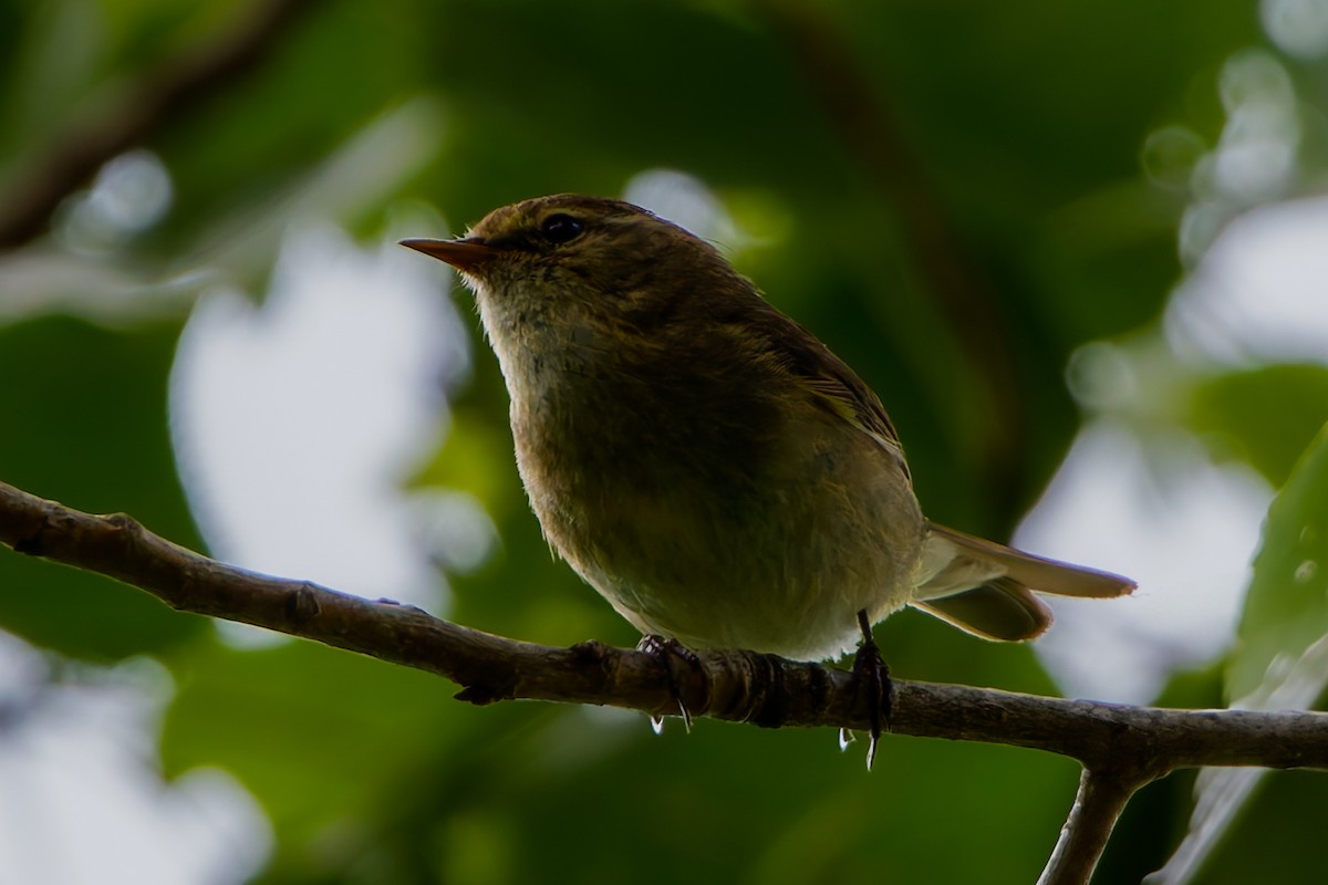 Common Chiffchaff - Michael Janssen