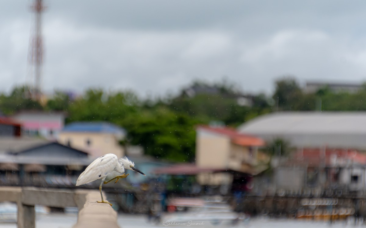 Pacific Reef-Heron - Sakkarin Sansuk