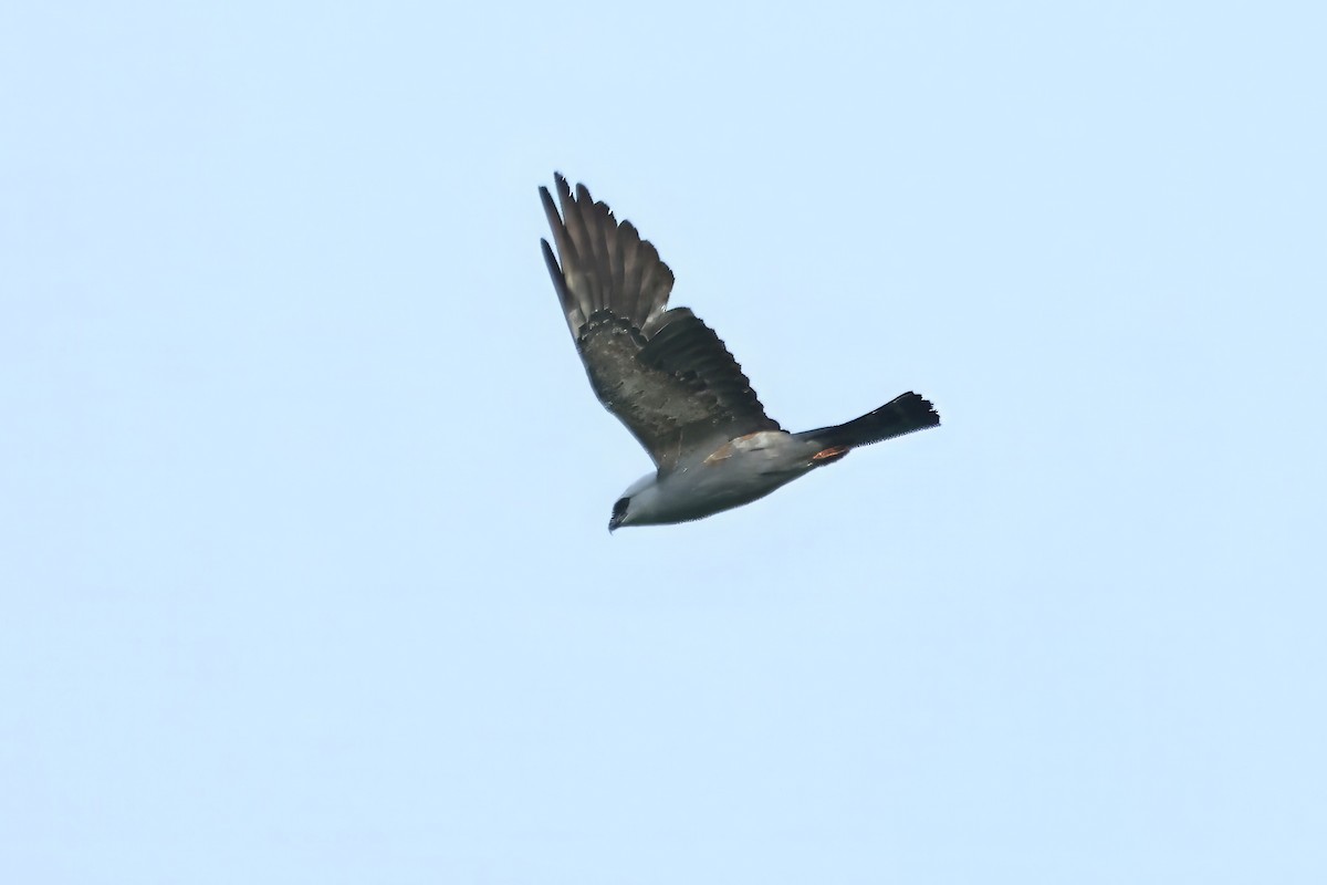 Mississippi Kite - Russ Ruffing