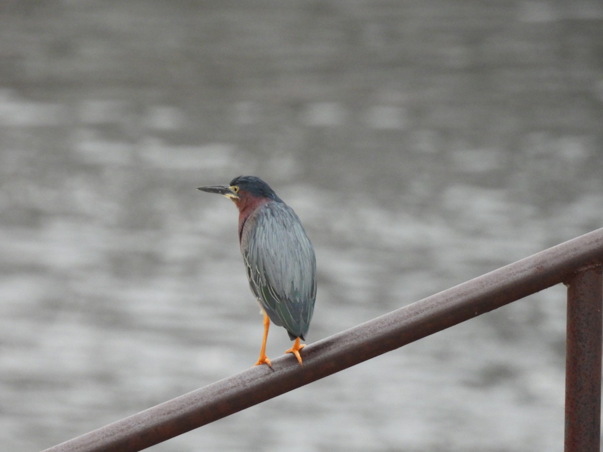 Green Heron - Ian M