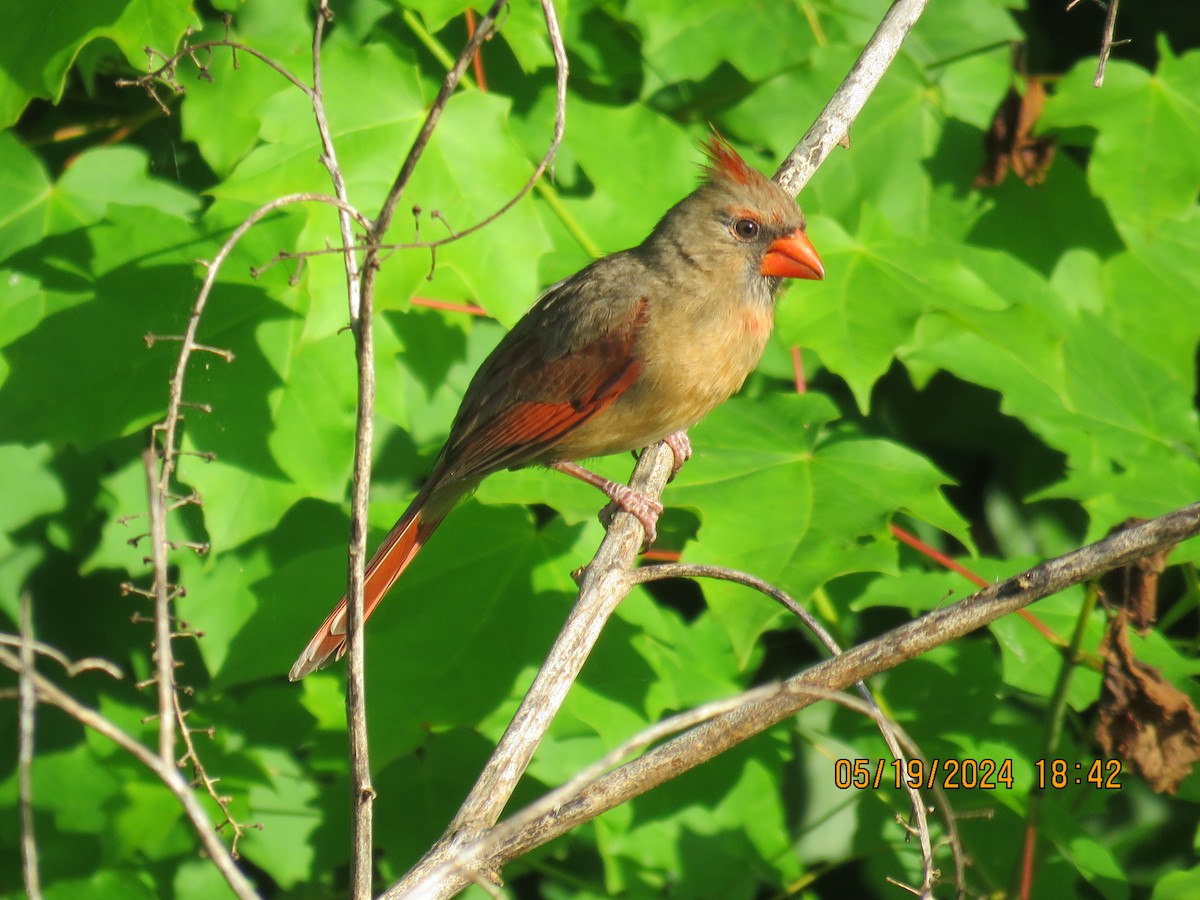Northern Cardinal - jack paul