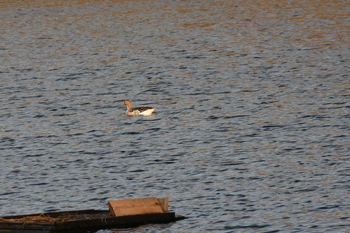 Graylag Goose - ML619524032