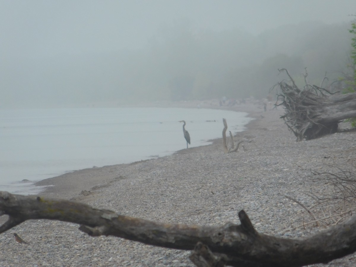 Great Blue Heron - ML619524033