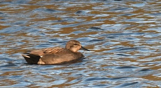 Gadwall - ML619524036