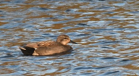 Gadwall - Sunanda Vinayachandran