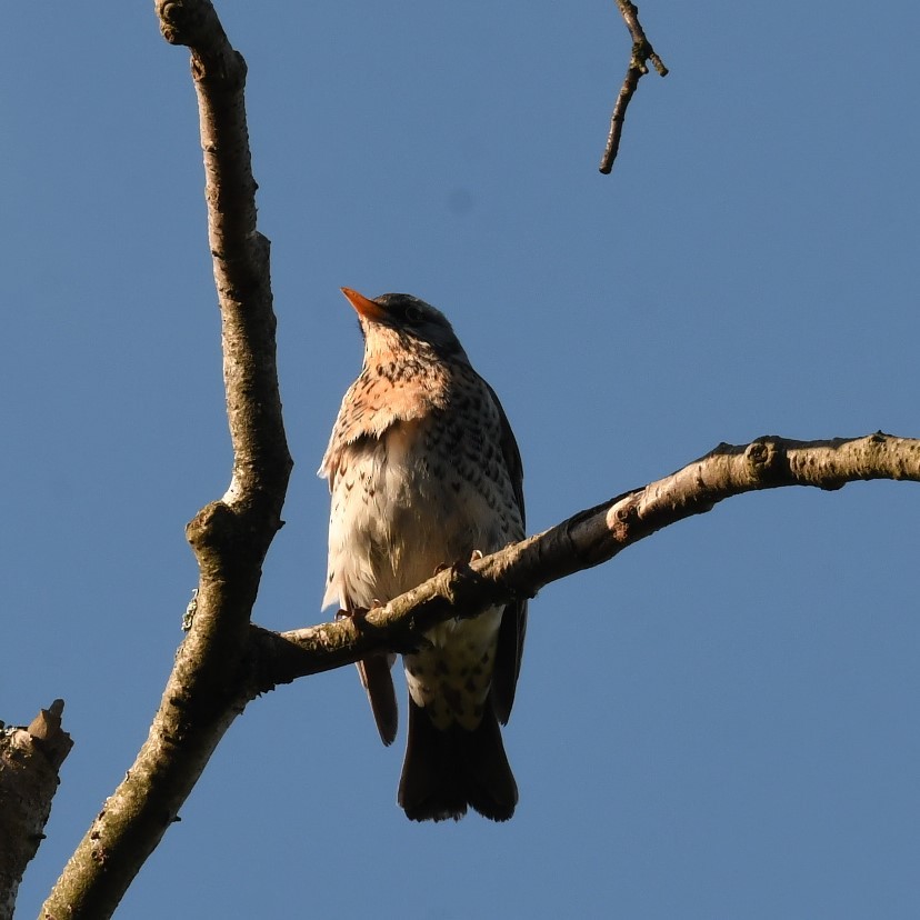 Fieldfare - Sunanda Vinayachandran