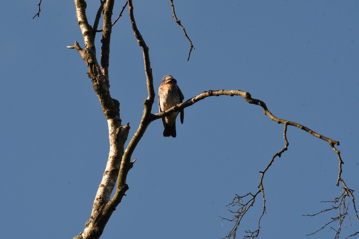 Fieldfare - ML619524047