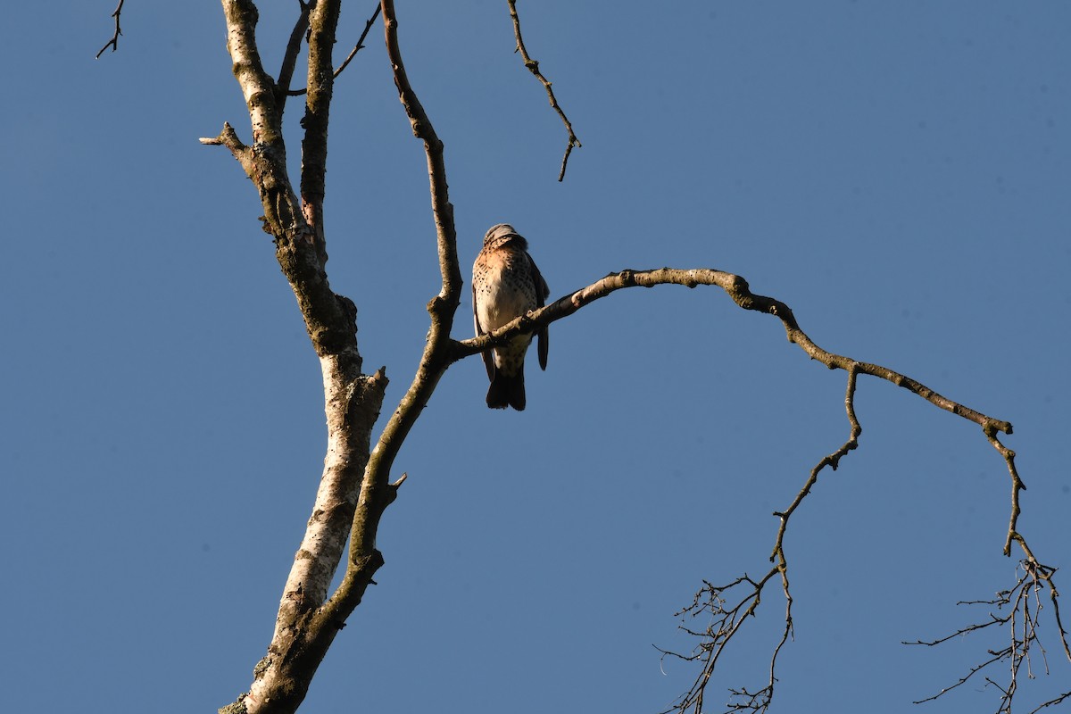 Fieldfare - Sunanda Vinayachandran