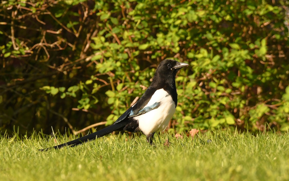 Eurasian Magpie - ML619524054