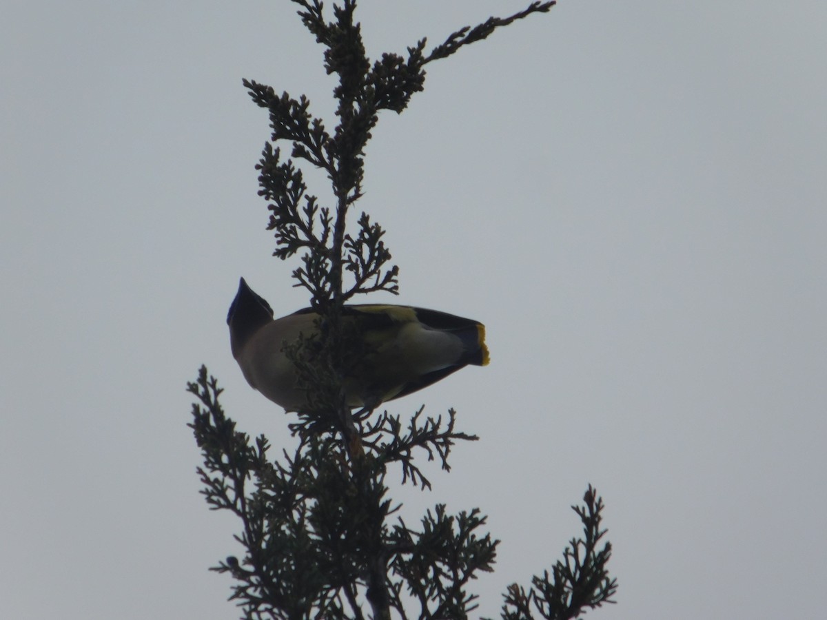 Cedar Waxwing - Arrow Z L