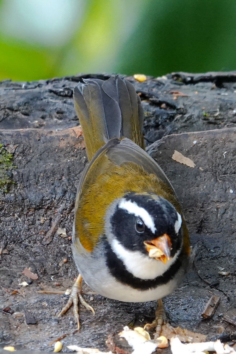 Orange-billed Sparrow - ML619524056