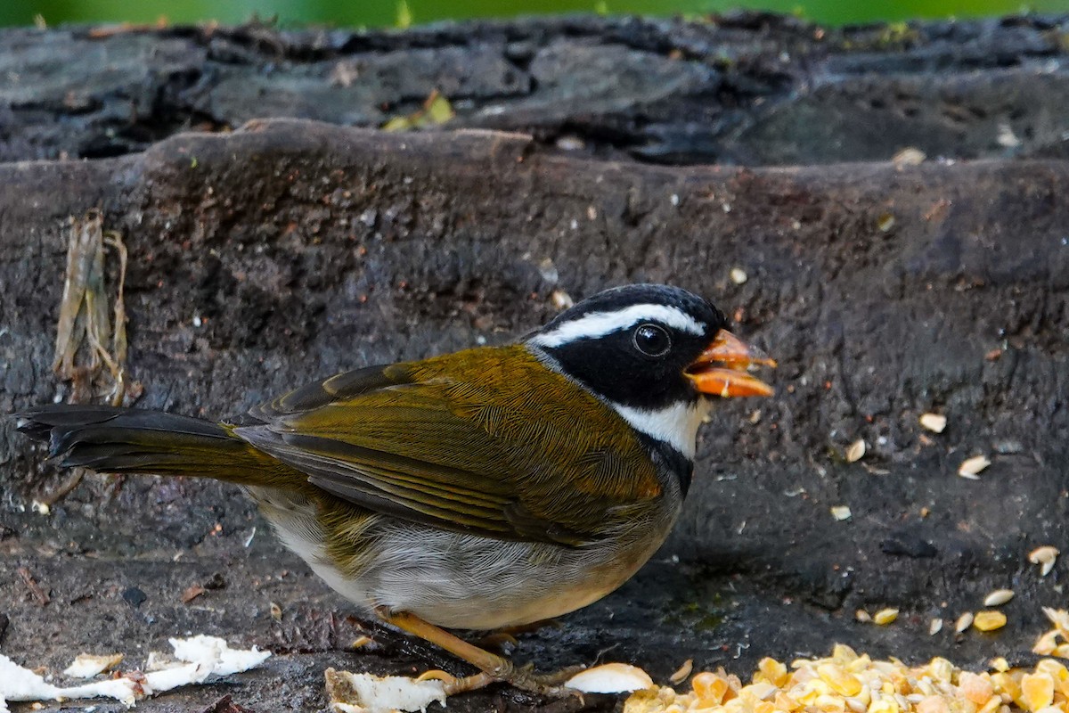 Orange-billed Sparrow - ML619524057