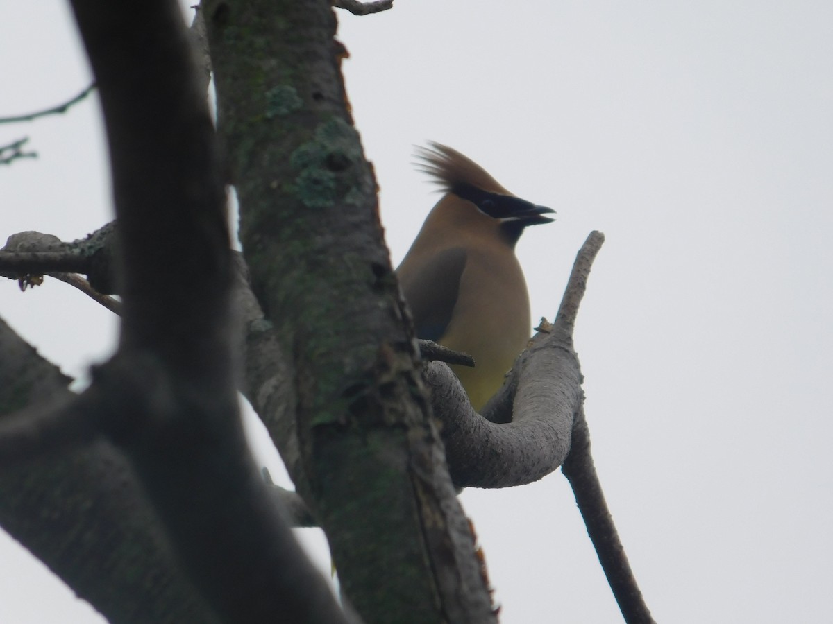 Cedar Waxwing - Arrow Z L