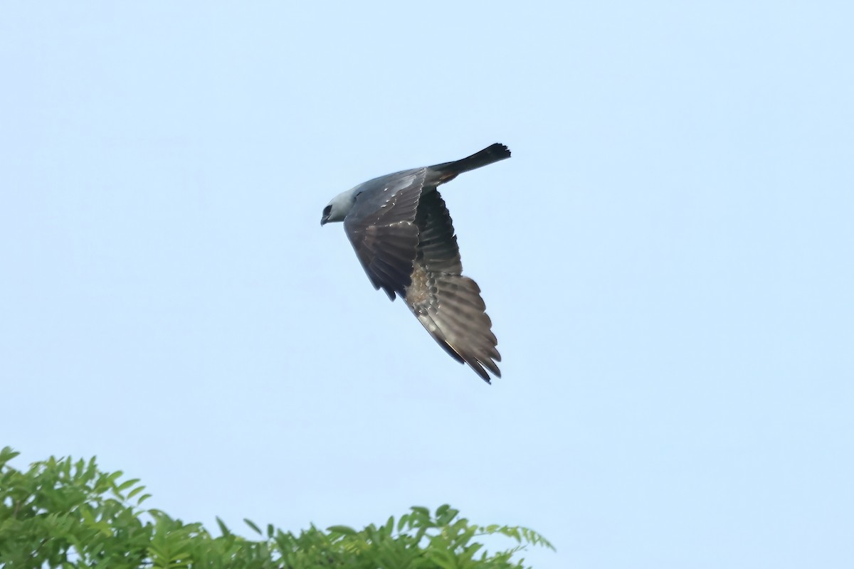 Mississippi Kite - Russ Ruffing