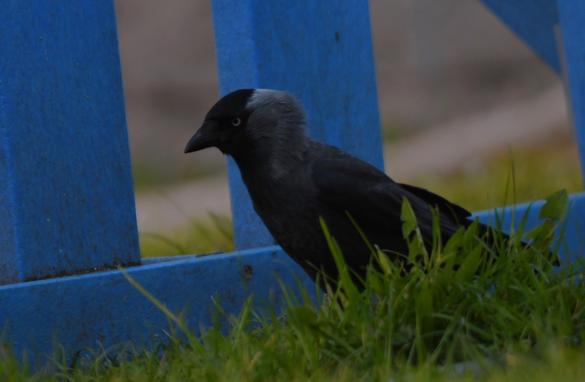 Eurasian Jackdaw - Sunanda Vinayachandran