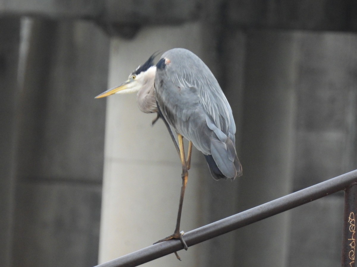 Great Blue Heron - Ian M