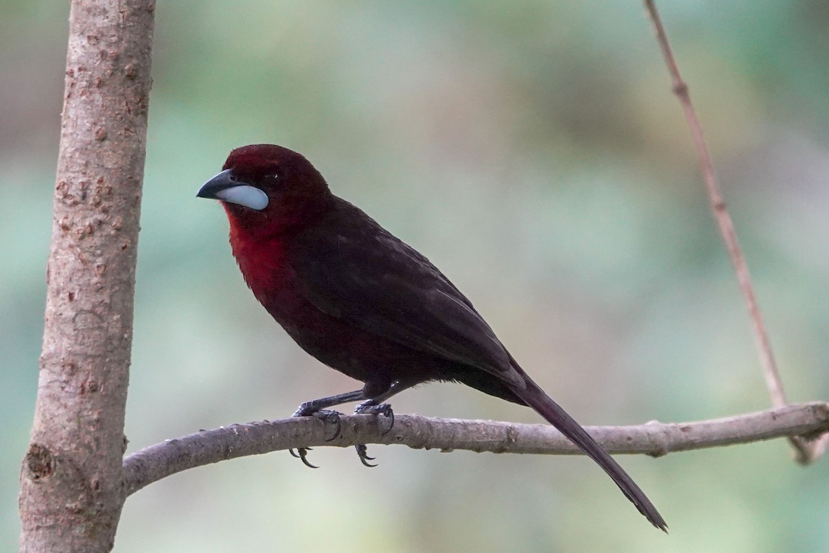 Silver-beaked Tanager - Celesta von Chamier