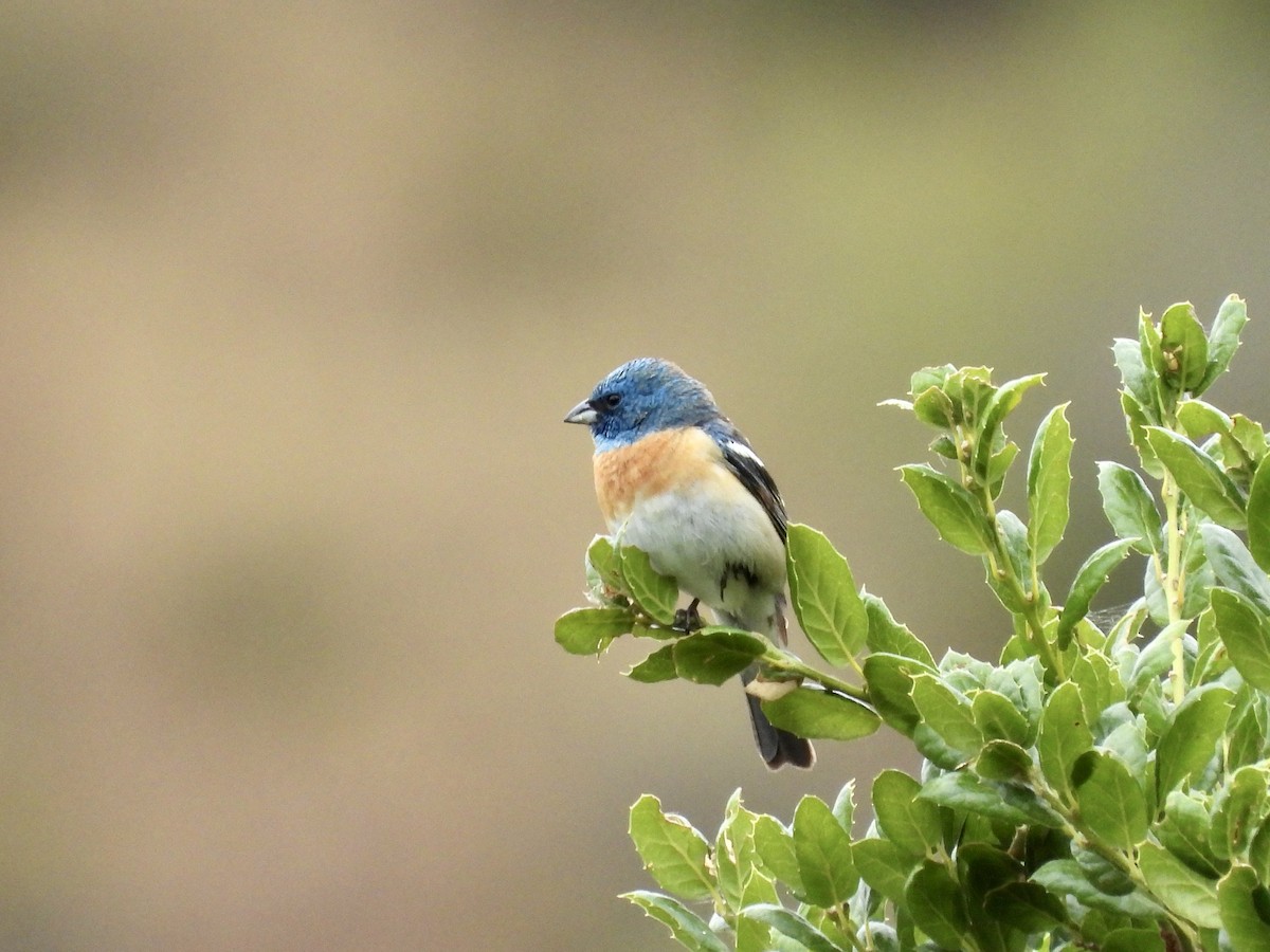 Lazuli Bunting - Christine Hogue