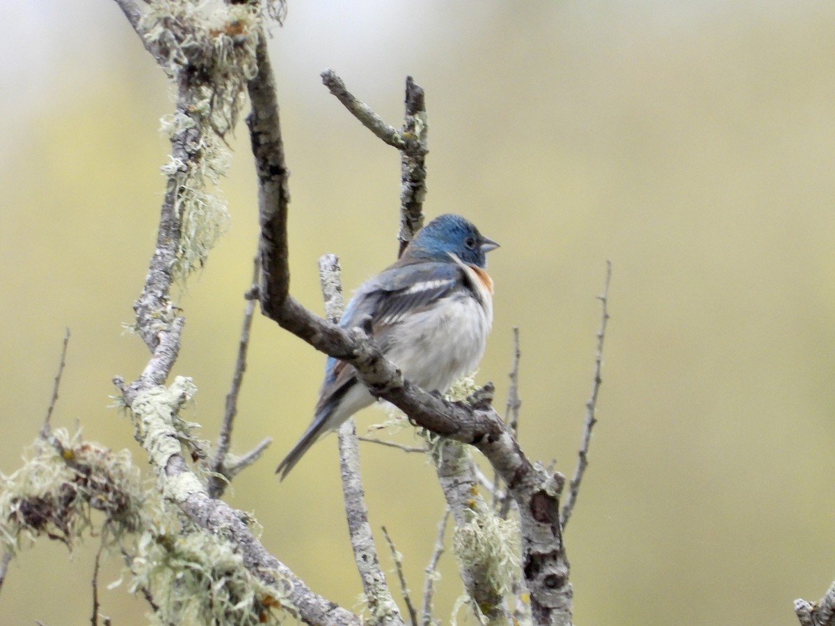 Lazuli Bunting - Christine Hogue