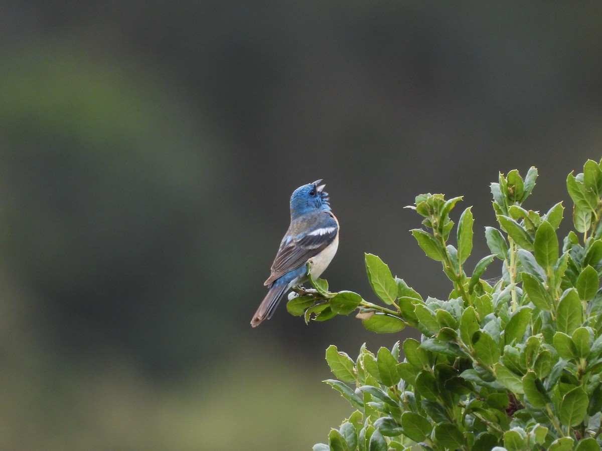 Lazuli Bunting - Christine Hogue