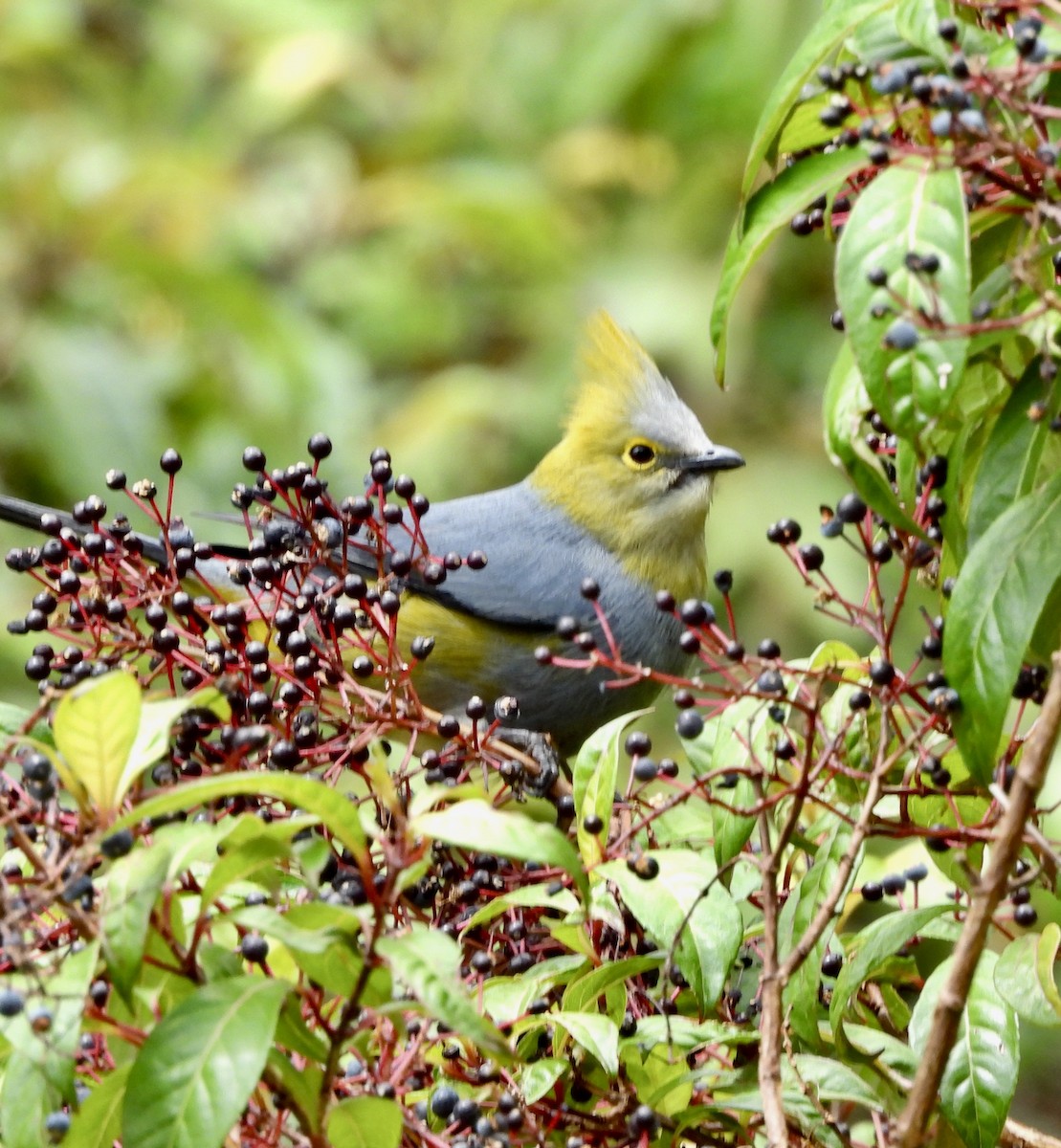 Long-tailed Silky-flycatcher - Susan Thome-Barrett