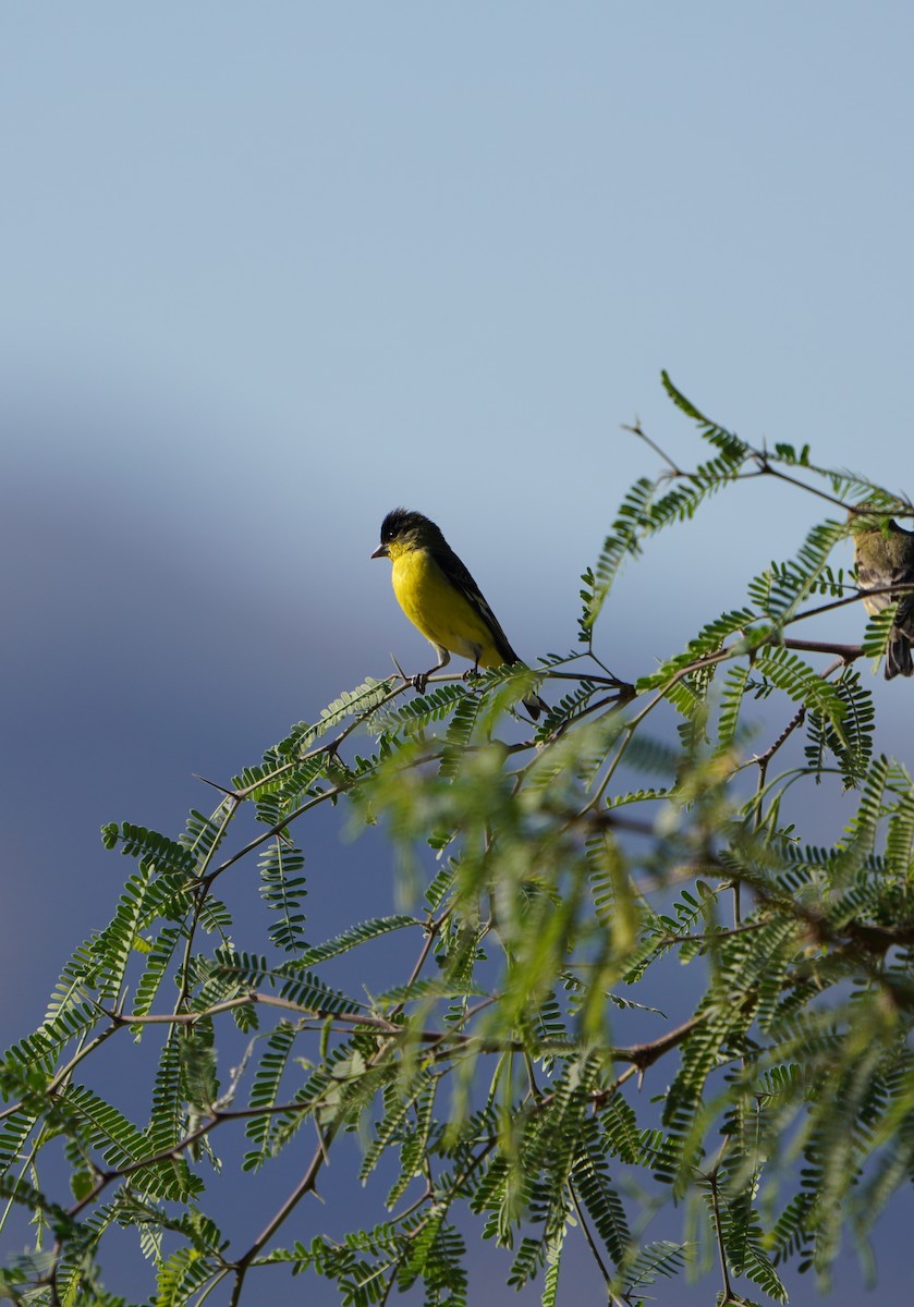 Lesser Goldfinch - Bobby Senter