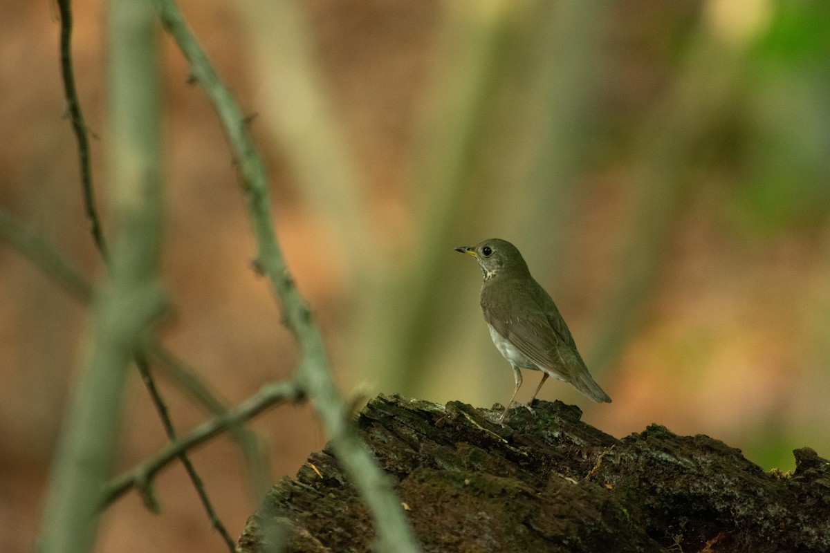 Gray-cheeked Thrush - ML619524078