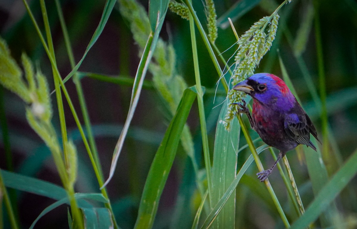 Varied Bunting - Bobby Senter