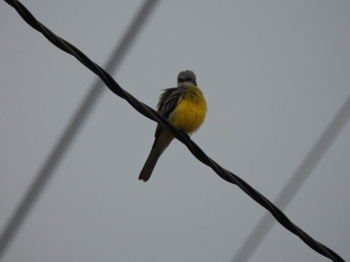 Couch's Kingbird - Ian M