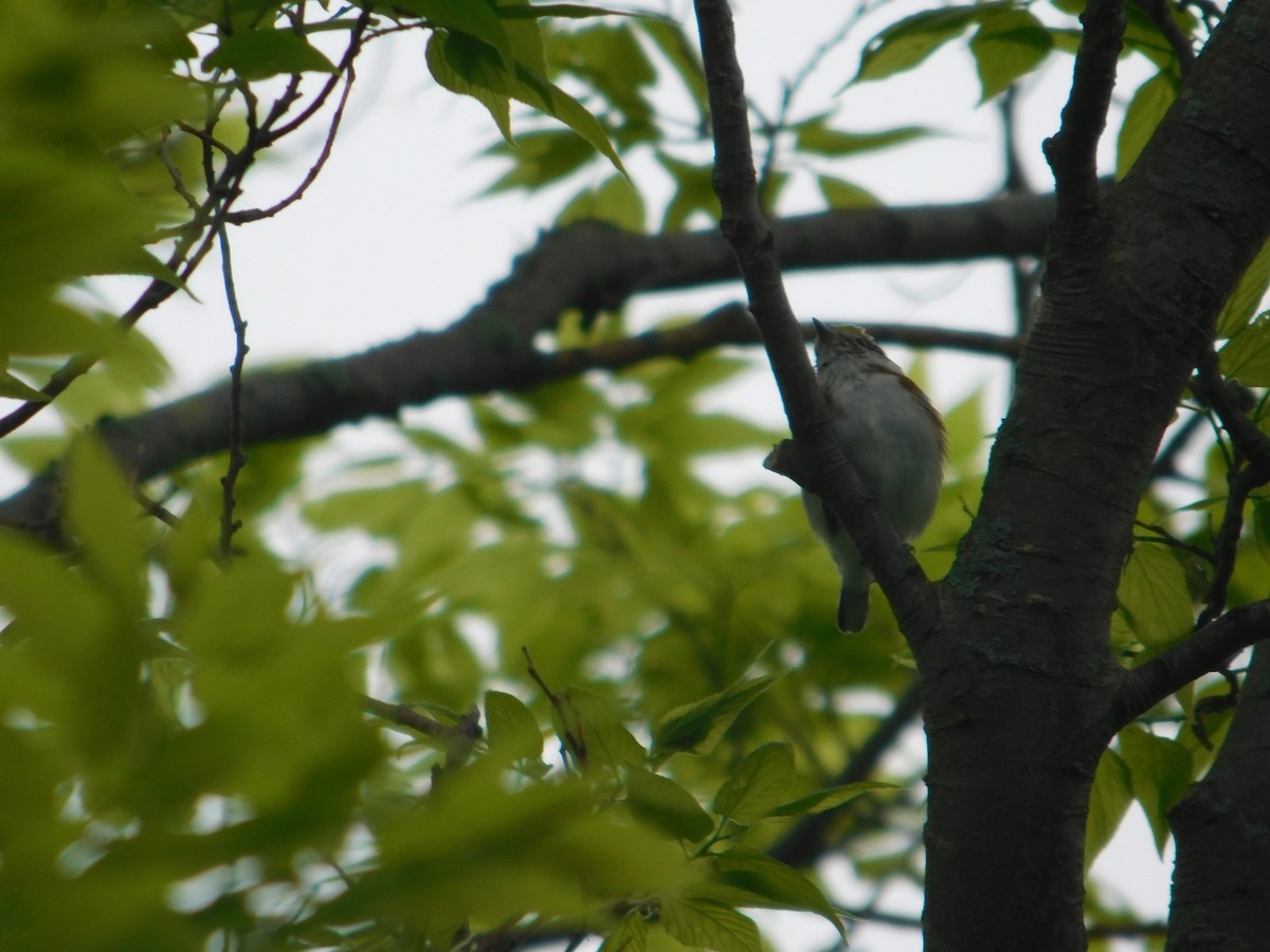 Chestnut-sided Warbler - Arrow Z L