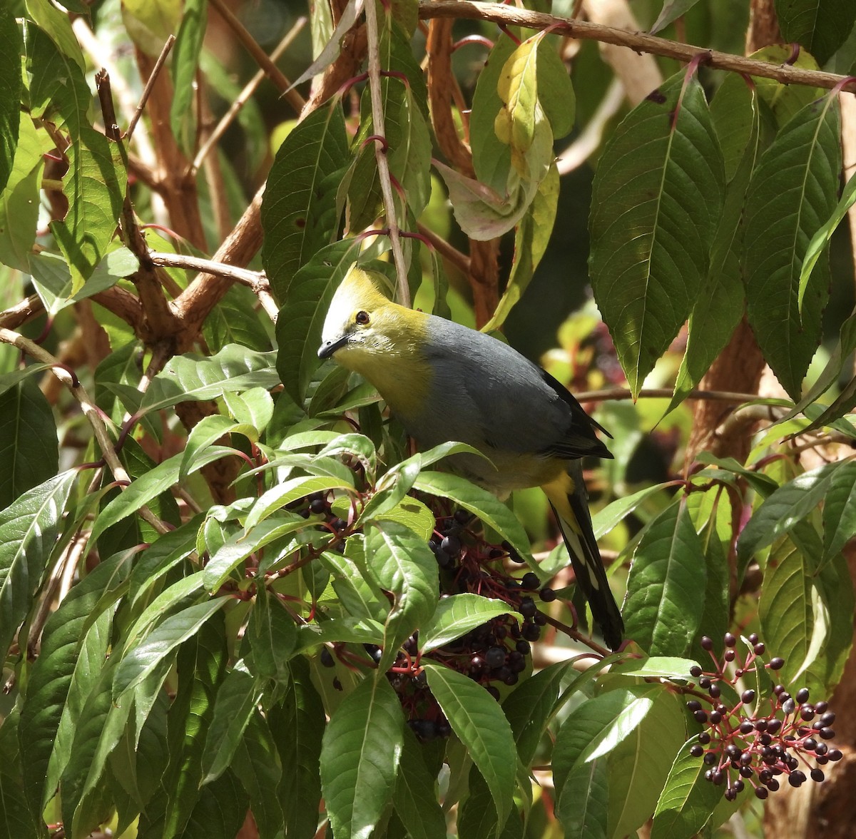 Long-tailed Silky-flycatcher - Susan Thome-Barrett