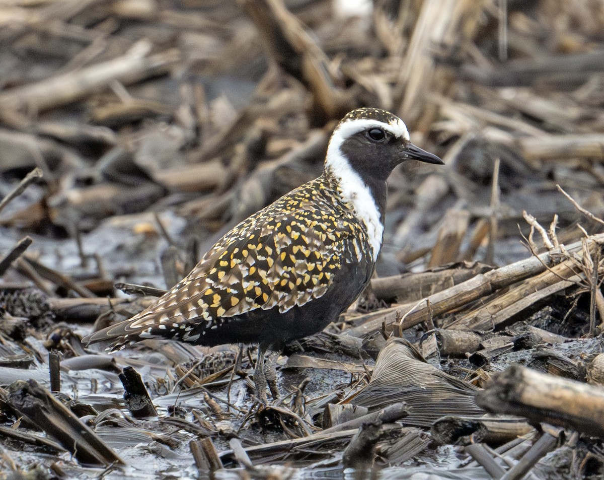 American Golden-Plover - Greg Courtney