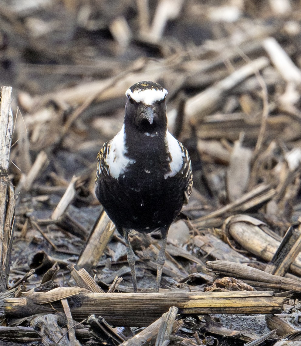 American Golden-Plover - Greg Courtney