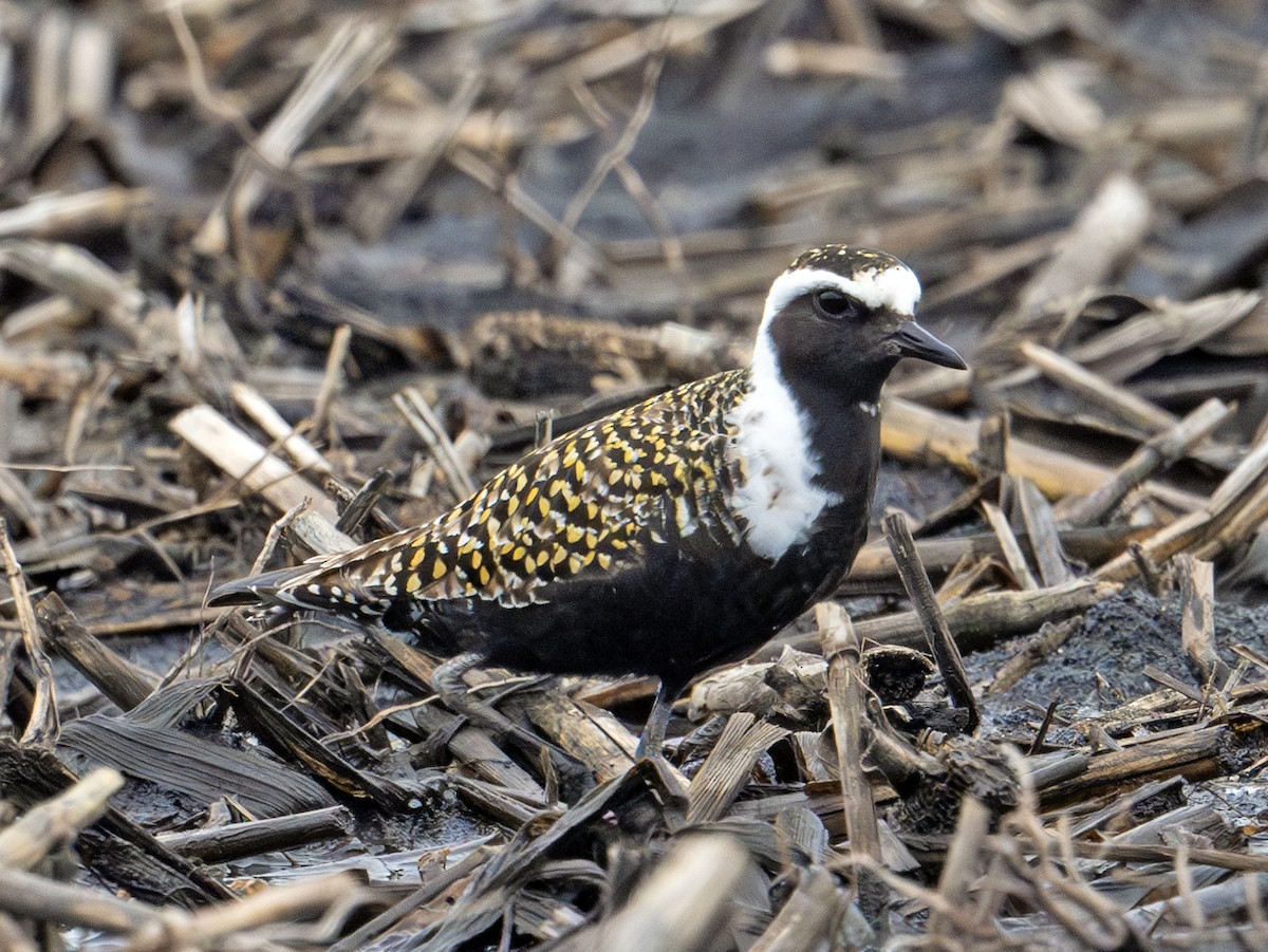 American Golden-Plover - Greg Courtney