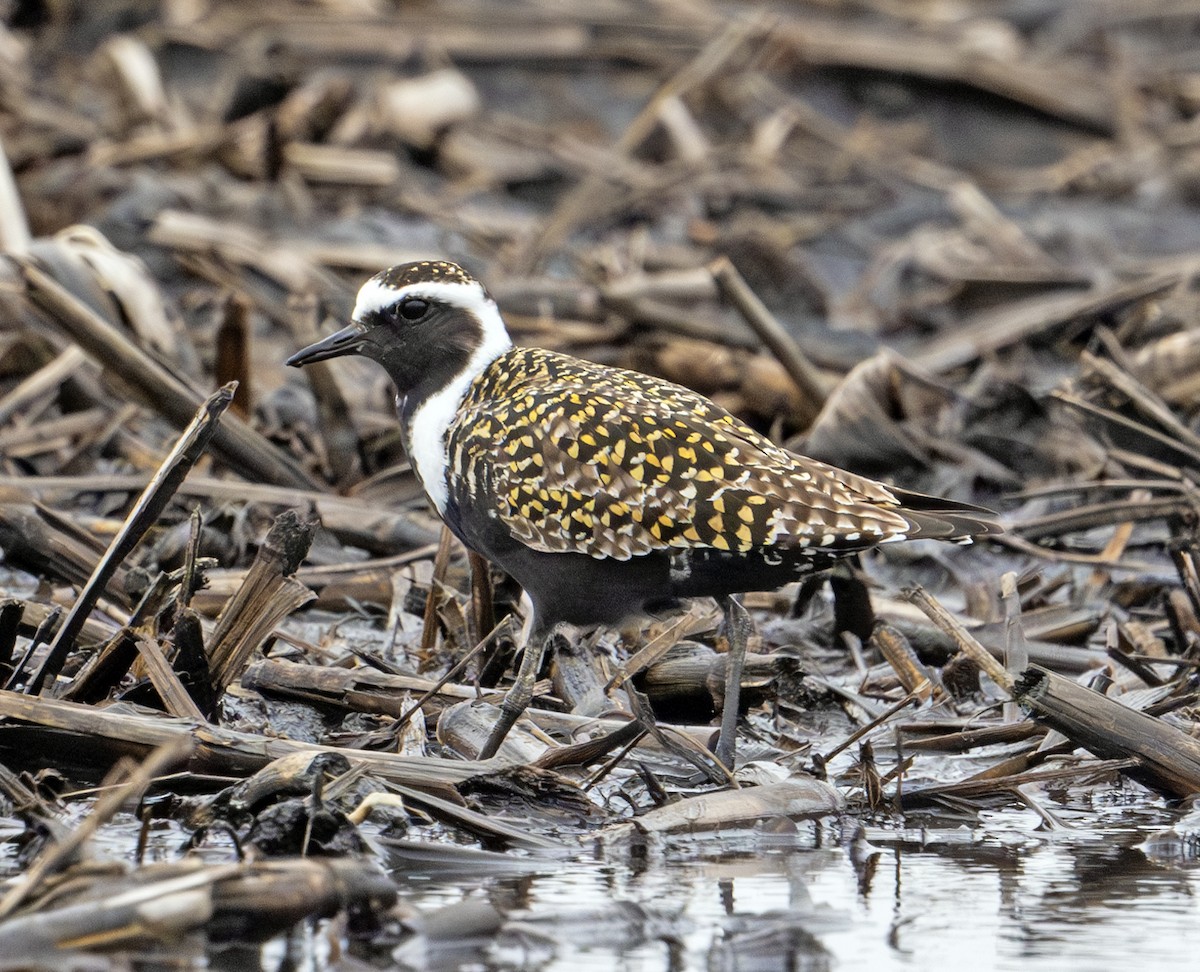 American Golden-Plover - Greg Courtney