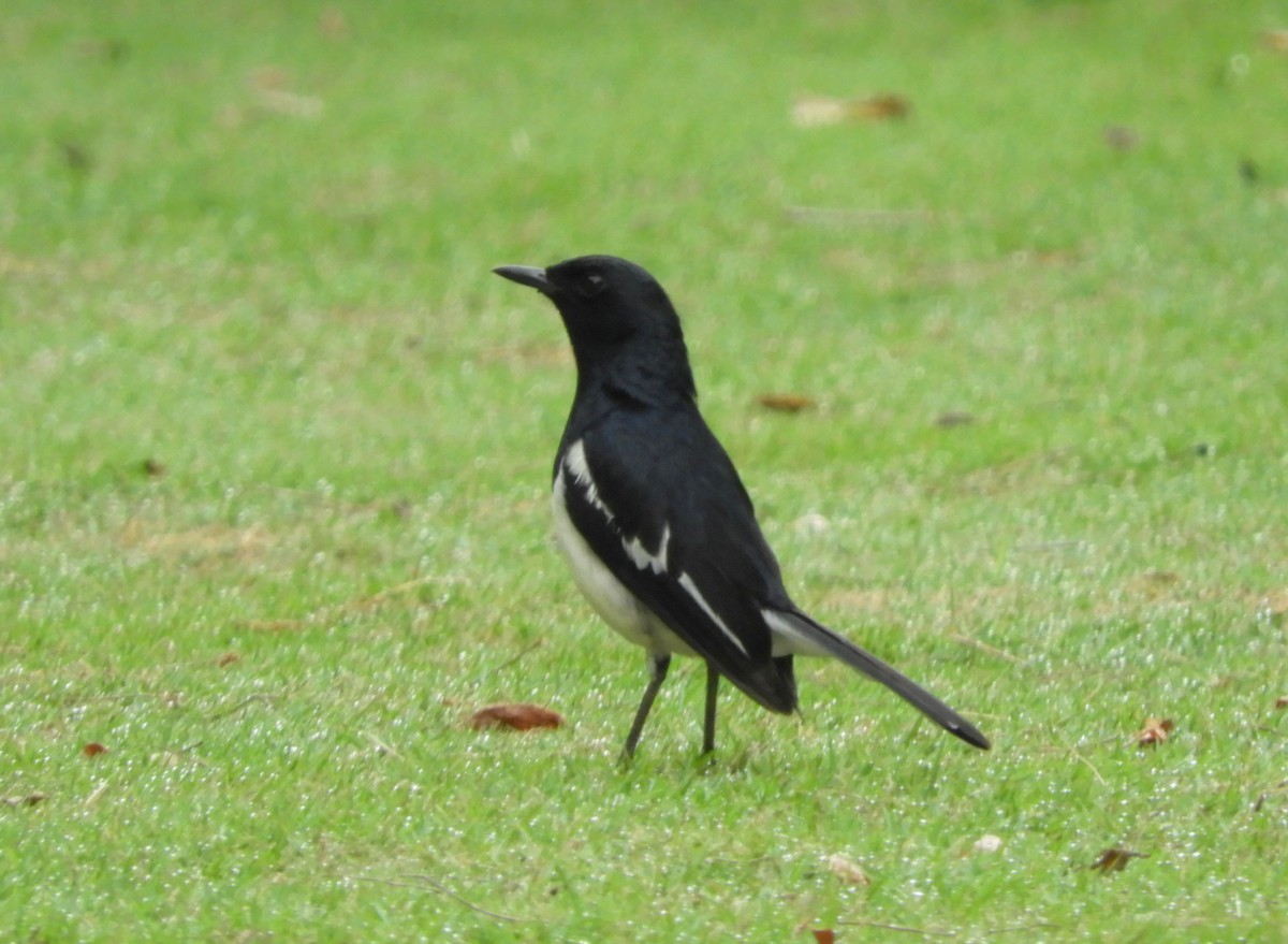 Oriental Magpie-Robin - Manju Sinha