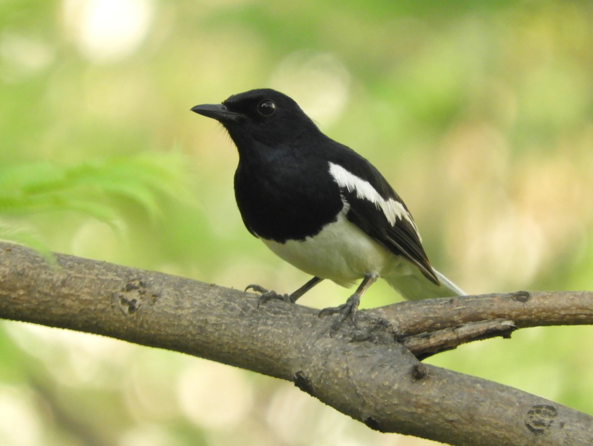 Oriental Magpie-Robin - Manju Sinha