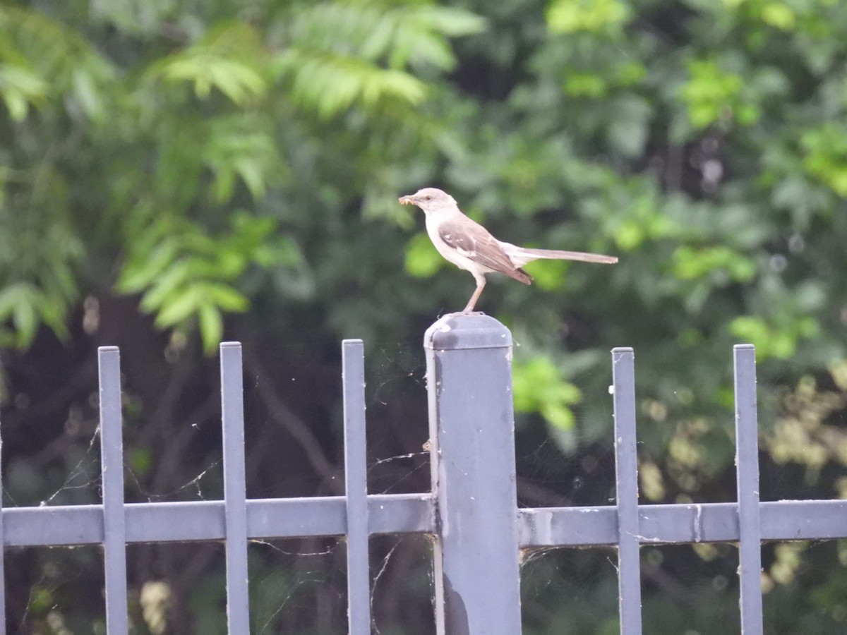 Northern Mockingbird - Ian M