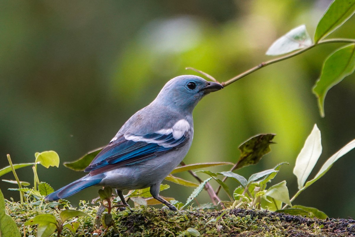 Blue-gray Tanager - Celesta von Chamier