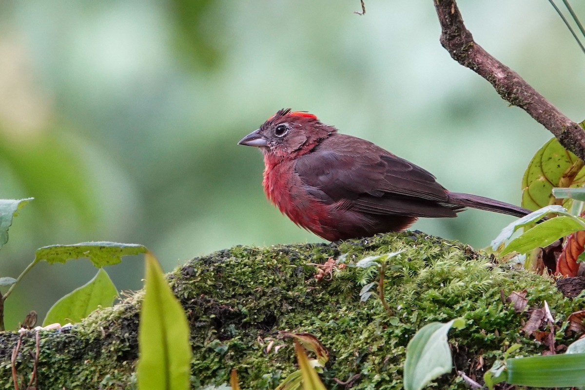 Red-crested Finch - Celesta von Chamier