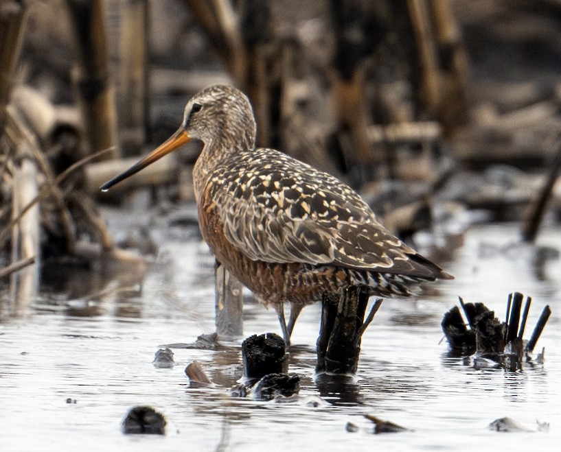 Hudsonian Godwit - Greg Courtney