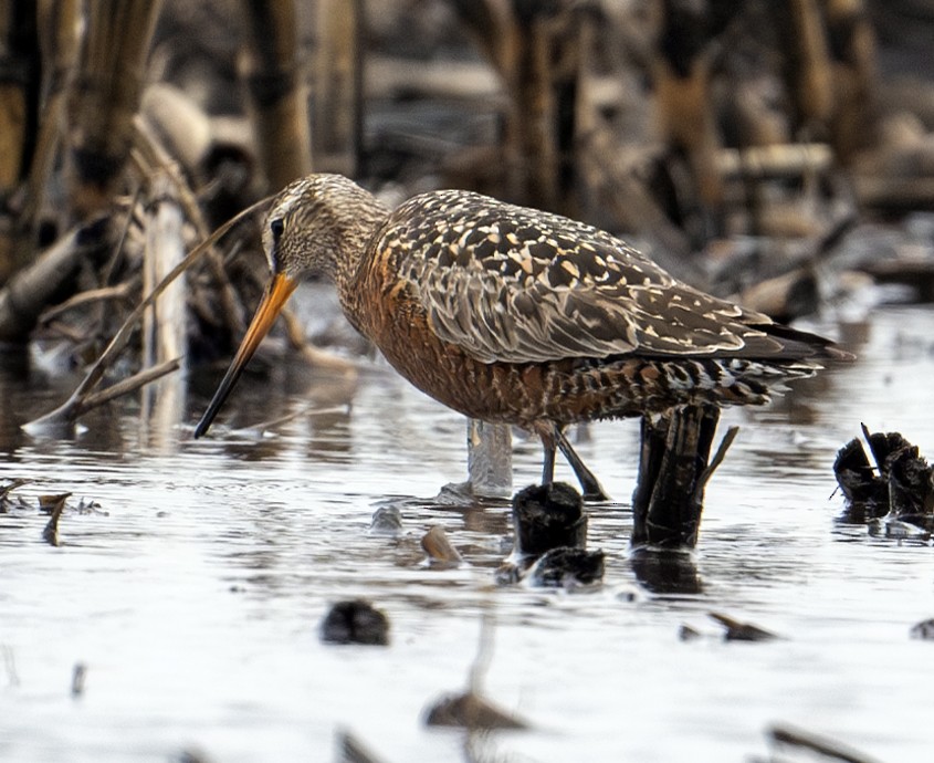 Hudsonian Godwit - Greg Courtney