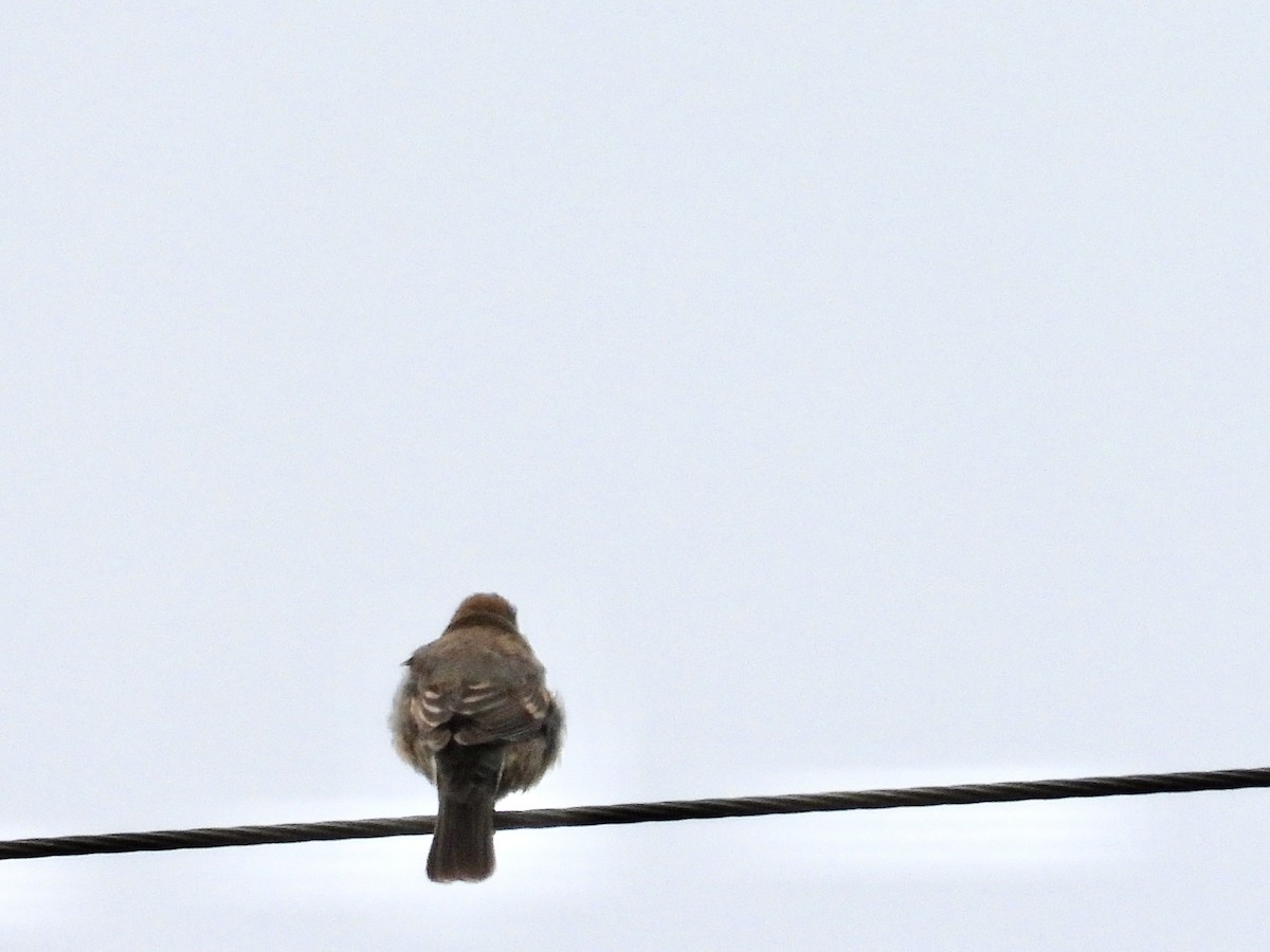 Blue Grosbeak - Christine Hogue