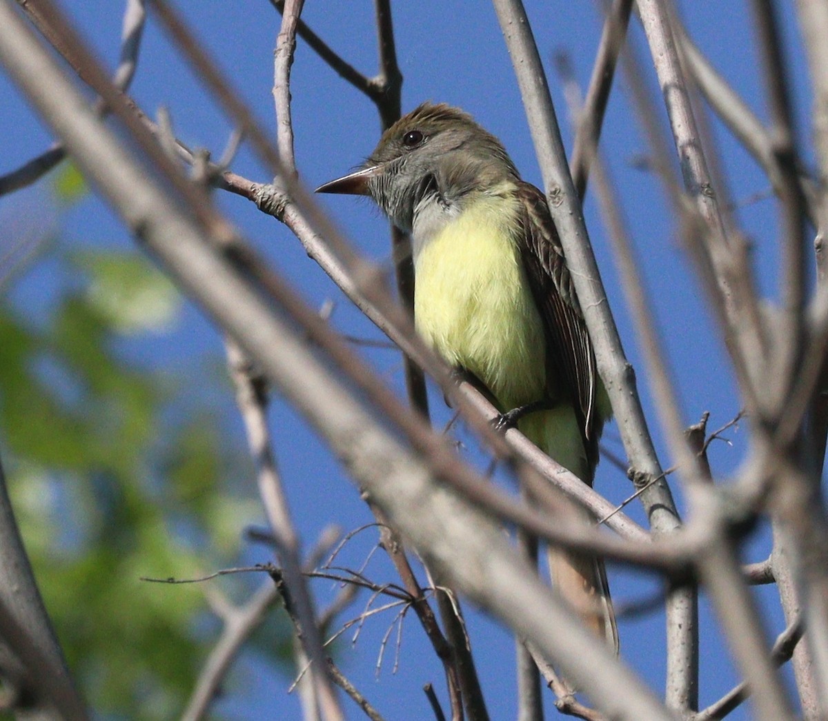 Great Crested Flycatcher - Hélène Crête