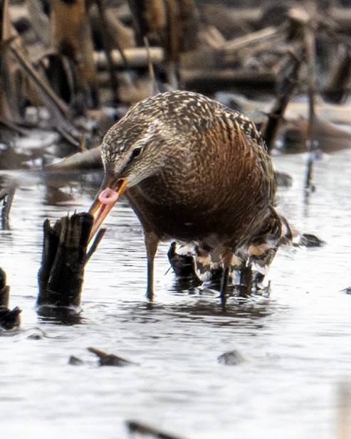 Hudsonian Godwit - Greg Courtney