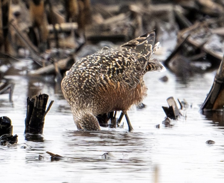 Hudsonian Godwit - Greg Courtney