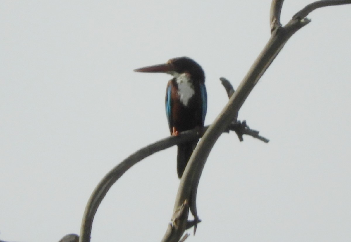 White-throated Kingfisher - Manju Sinha