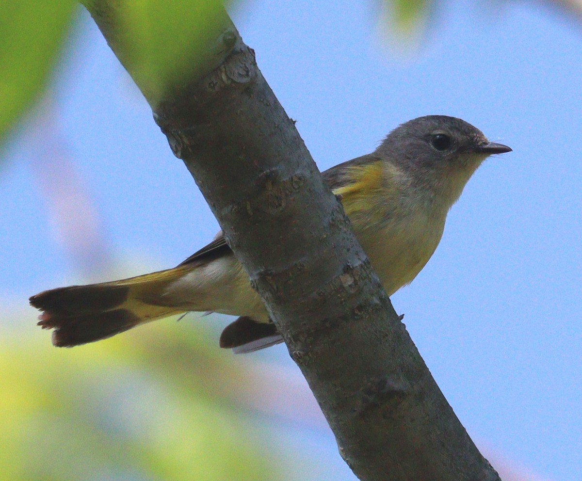 American Redstart - Hélène Crête