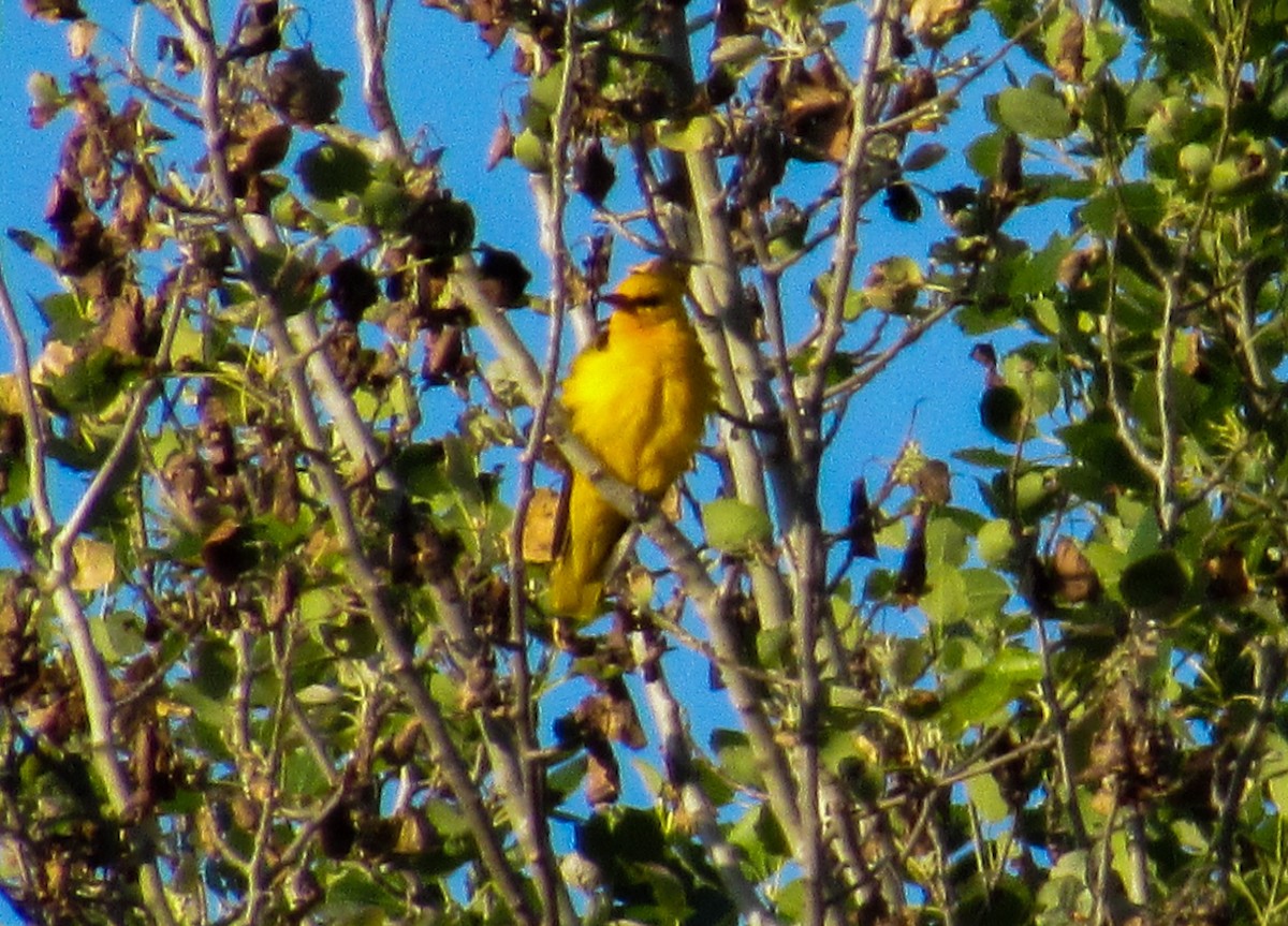 Eurasian Golden Oriole - Manuel Ruiz